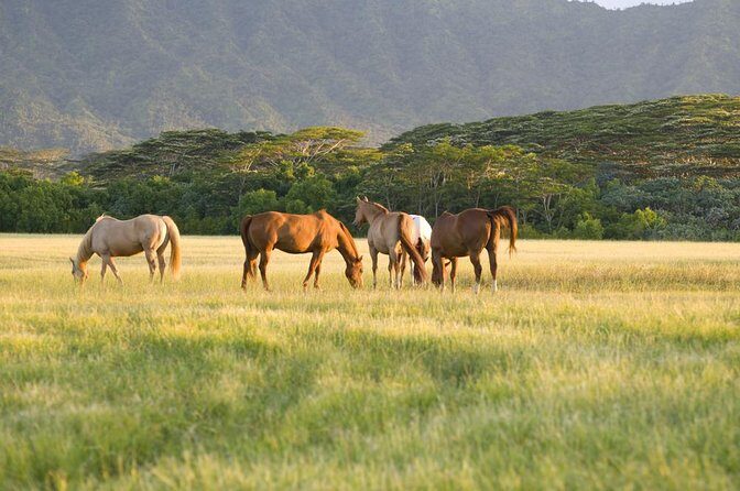 Big Island Waterfalls Tour with Swimming and Botanical Garden - Key Points