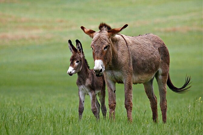 BIG - Mt Rushmore & Crazy Horse & Bison Safari-Needles-Iron Mtn - Custer State Park Visitor Center