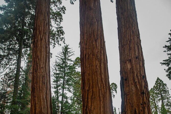 Big Sur Monterey 17 Mile Private Tour from San Francisco 1-12 ppl - What You Get for the Price