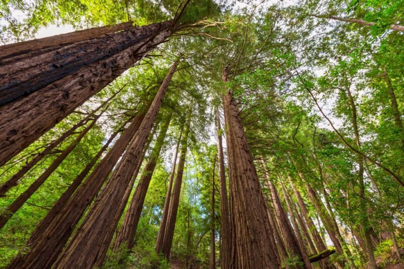 Big Sur: Sightseeing Tour with 4 to 5 Stops - An Introduction to Big Sur’s Scenic Majesty