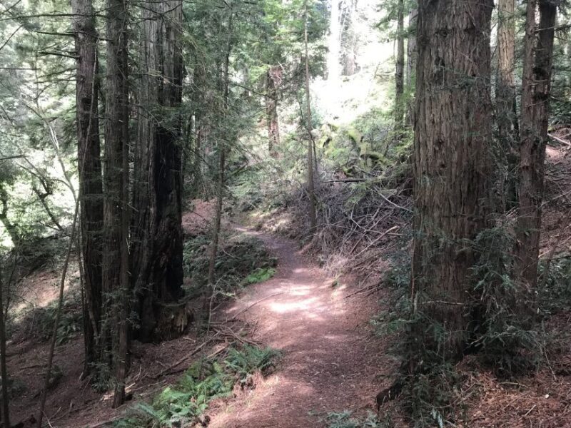 Big Sur: Sightseeing Tour with 4 to 5 Stops - Who Should Consider This Tour?