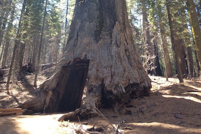 Big Trees Hike & Riverside Cookout Adventure - Practical Details: What You Need to Know