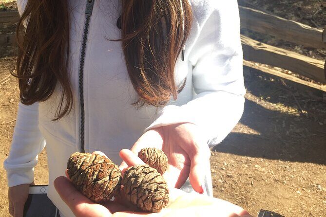 Big Trees Hike & Riverside Cookout Adventure - Who Should Consider This Tour?