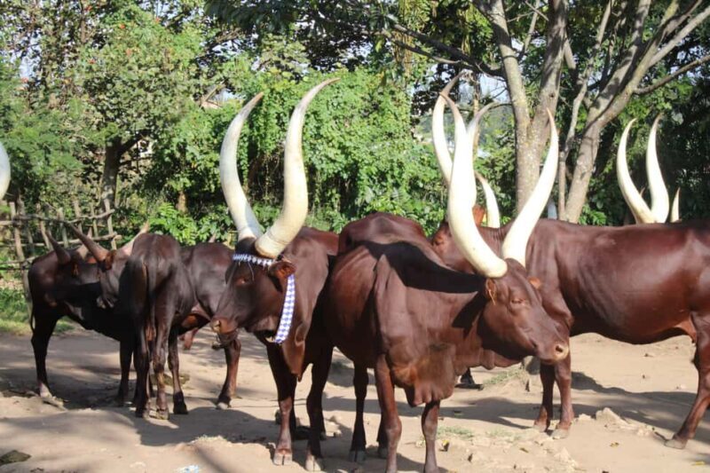 BIGOGWE : Rock Climbing and Cow Milking & Corn Roasting Tour - Cultural Activities: Cow Milking and Boiling Milk