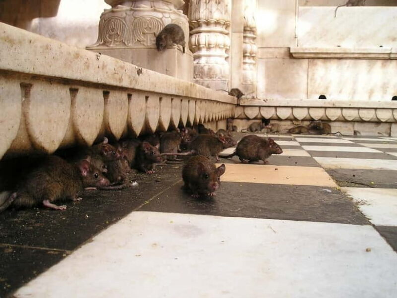 Bikaner to Jaisalmer: Junagarh Fort & Rat Temple Tour - Final Thoughts