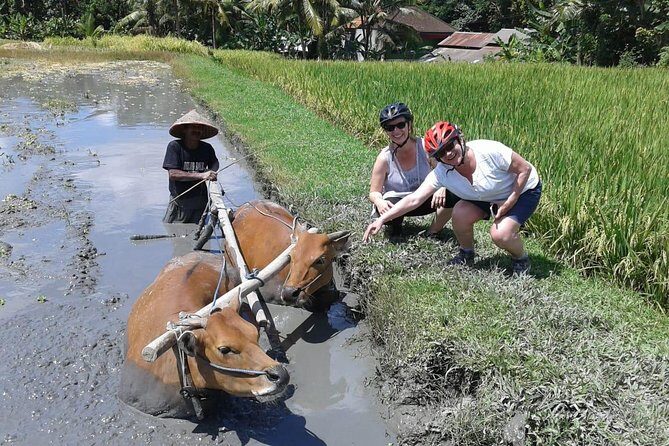 Bike ride in the rice fields, Bali countryside - Honest Thoughts: Pros and Considerations