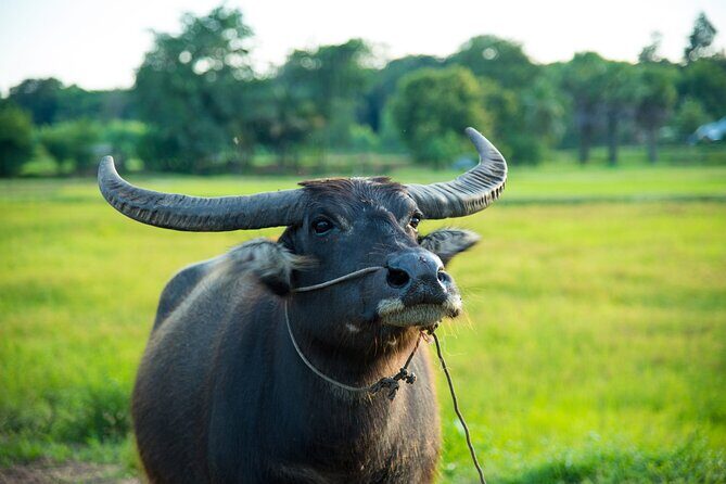 Bike the Siem Reap Countryside with Local Expert - Final Thoughts: Why Choose This Tour?