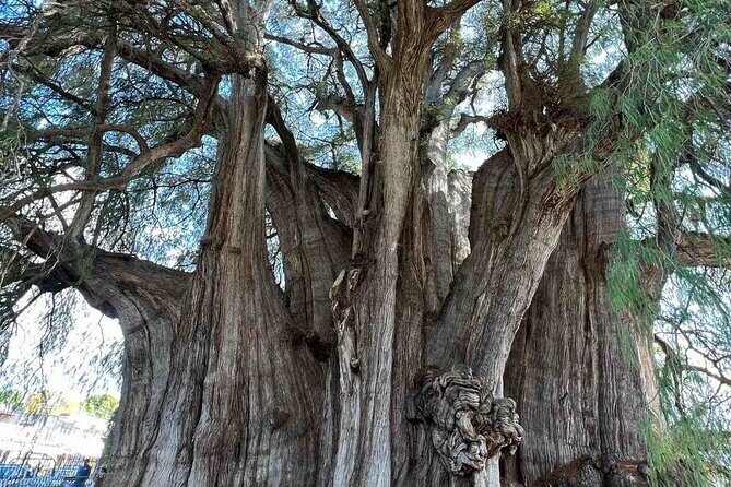 Bike tour to the Tule Tree and the Gastronomic Market - FAQ