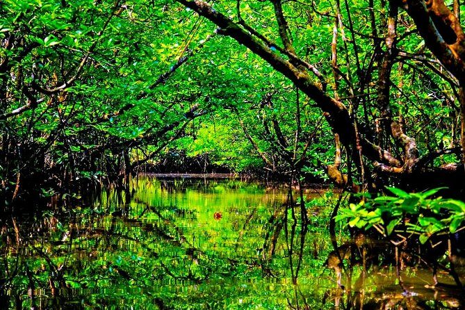 Bintan Mangrove Discovery Tour - The Sum Up: Is This Tour Worth It?