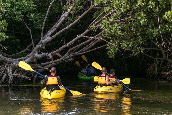 Bio Bay Night Kayak Tour with Transport from San Juan - What to Expect from the Bio Bay Night Kayak Tour