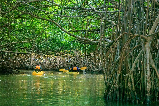 Bio Bay Night Kayaking | Laguna Grande, Fajardo - Authentic Experiences and Honest Insights
