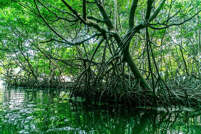 Bio Bay Night Kayaking | Laguna Grande, Fajardo - FAQs