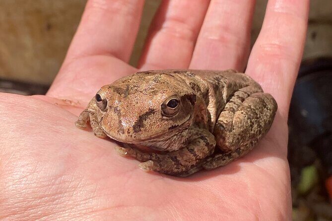Biologist led Jungle Hike in Sayulita: Explore Natikari Reserve - Exploring the Biologist-Led Jungle Hike in Sayulita: A Walk Through Natikari Reserve
