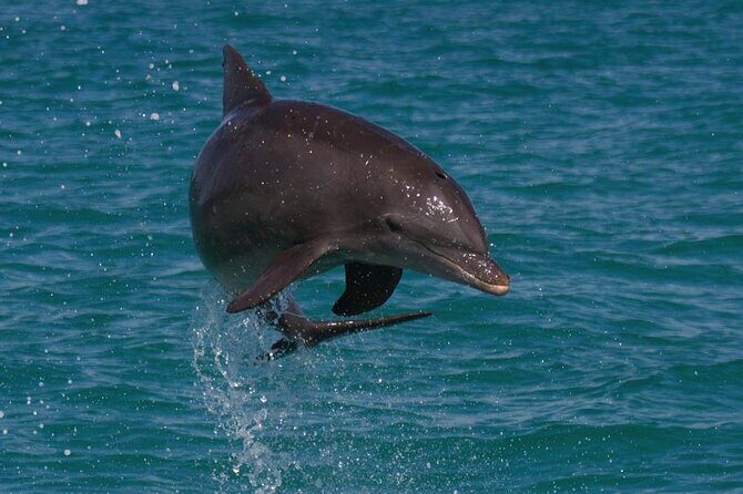 Biologist Owned & Operated: Dolphin Watching & Guided Snorkeling - Key Points