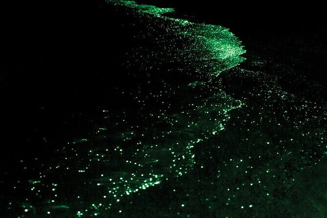 Bioluminescence and Sunset Kayak Tour in the San Juan Islands - The Sum Up