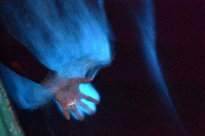 Bioluminescence in Manialtepec Night Tour from Huatulco - A Deep Dive into the Experience