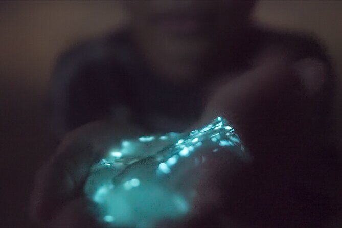 Bioluminescence Kayak Tour - Who Will Love This Tour?
