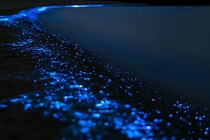 Bioluminescence Kayak Tour - Est. 1994 - The Experience in Detail