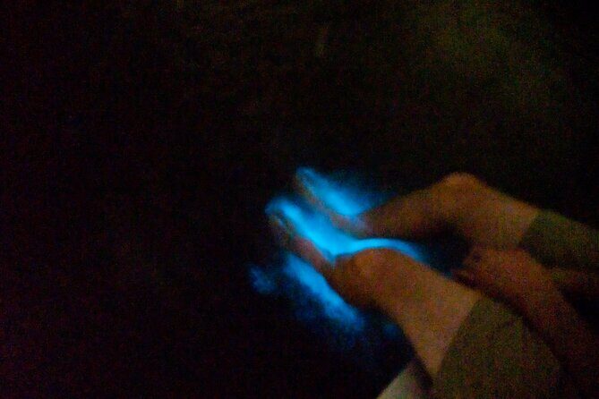 Bioluminescence Night Craigcat Tours - Who Will Love This Tour?