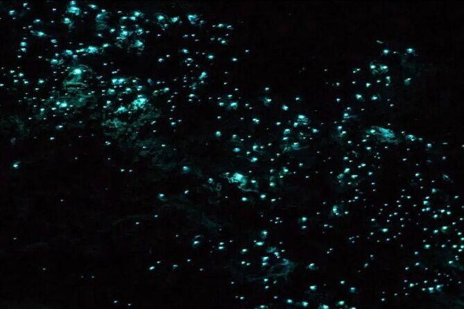 Bioluminescence Snorkel Boat Tour to Klein Bonaire - The Experience in Detail
