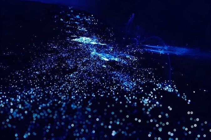 Bioluminescence Snorkel Boat Tour to Klein Bonaire - FAQ