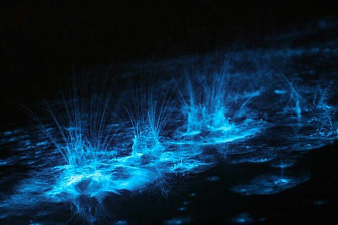 Bioluminescent Bay Adventure in Grand Cayman - What to Expect from the Tour