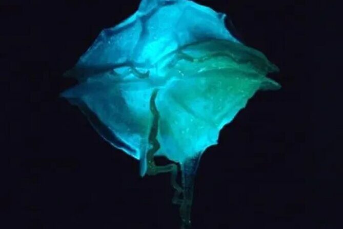 Bioluminescent Bay Kayak Tour in Fajardo Puerto Rico - Key Points