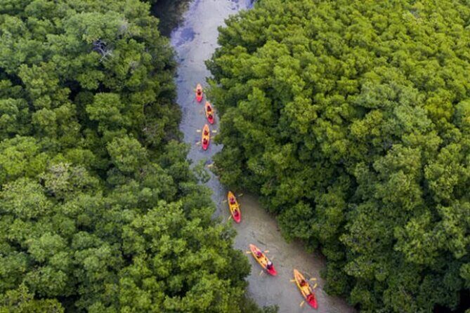 Bioluminescent Bay Kayak Tour in Fajardo Puerto Rico - The Value of the Experience