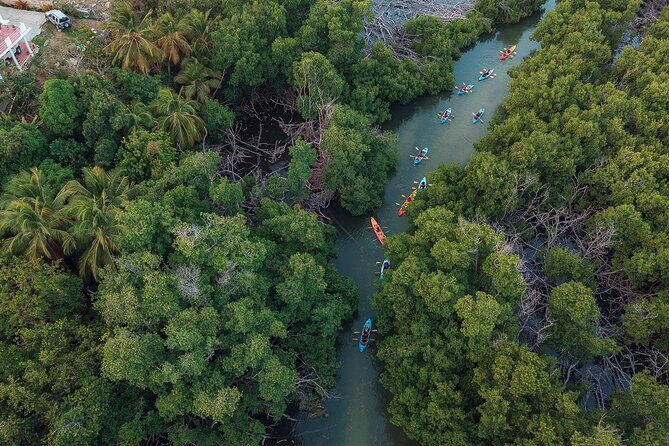 Bioluminescent Bay Night Kayaking Adventure in Puerto Rico - Final Thoughts