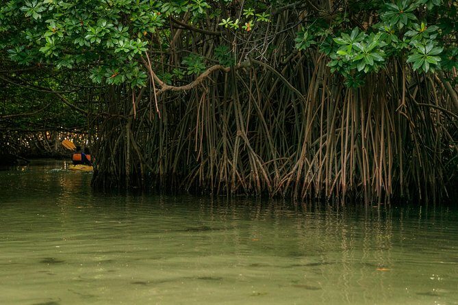 Bioluminescent Bay Night Kayaking, Fajardo - Authentic Feedback from Travelers