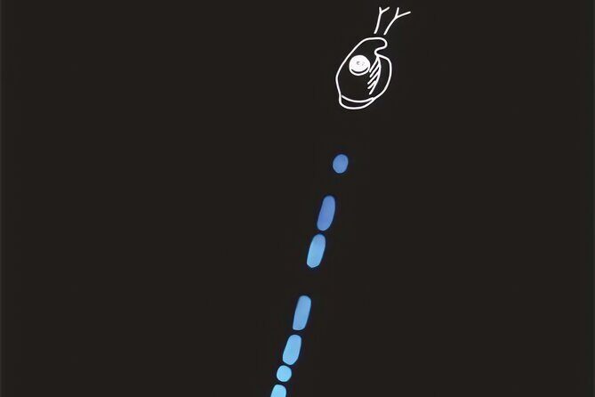 Bioluminescent Night Snorkeling - Our Final Thoughts
