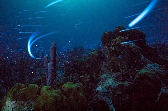 Bioluminescent Night Snorkeling - FAQ