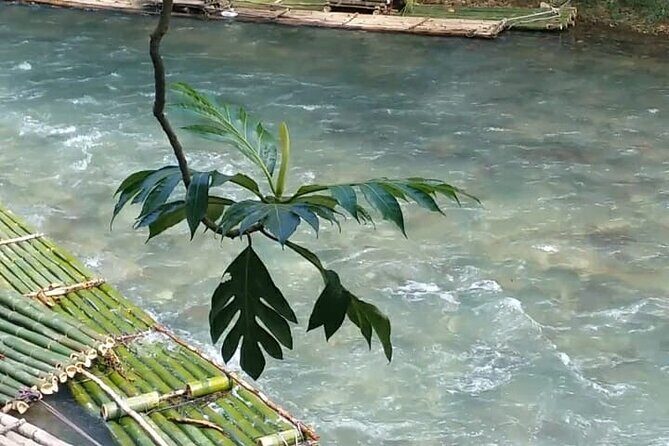 Bird Sanctuary and/or Lethe Bamboo Rafting from Montego Bay - Who Will Enjoy This Tour?