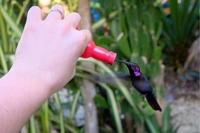 Bird Sanctuary and/or Lethe Bamboo Rafting from Montego Bay - The Sum Up