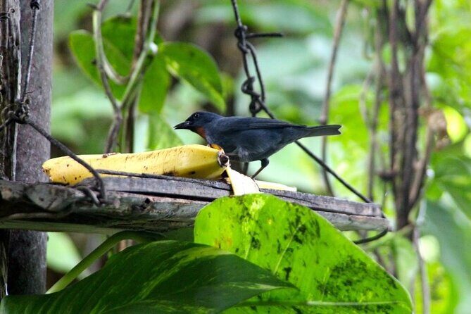 Bird Sanctuary and/or Lethe Bamboo Rafting from Montego Bay - FAQ