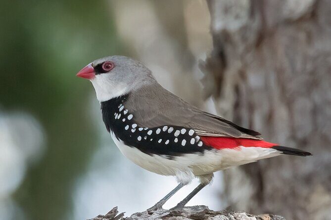 Bird watching and photography around Bathurst, Australia - A Closer Look at the Experience