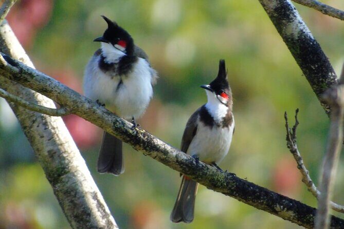 Bird Watching at Kodachadri - Exploring Bird Watching at Kodachadri: A Detailed Look