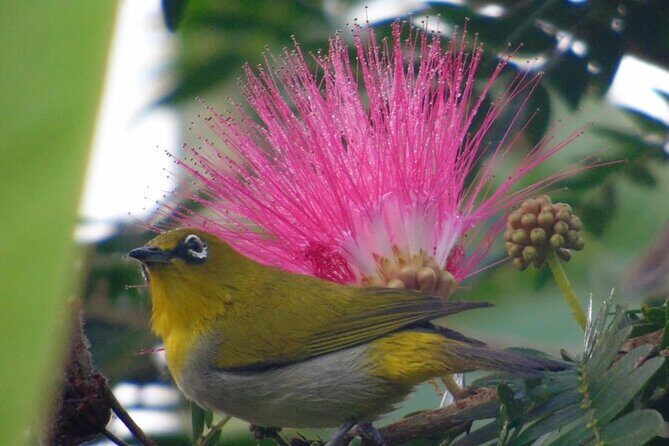 Bird Watching at Kodachadri - Key Points
