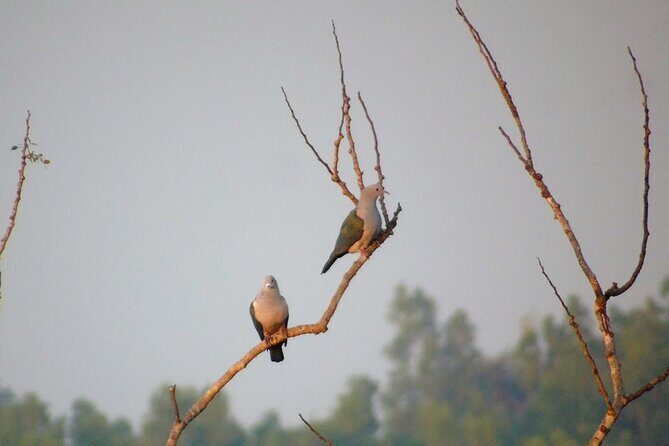 Bird Watching at Kodachadri - The Authenticity and Authentic Experiences