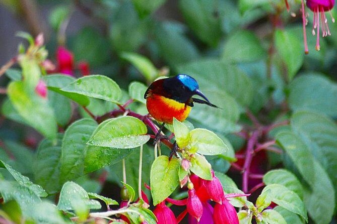Bird Watching Doi Inthanon - Introducing the Bird Watching Doi Inthanon Tour