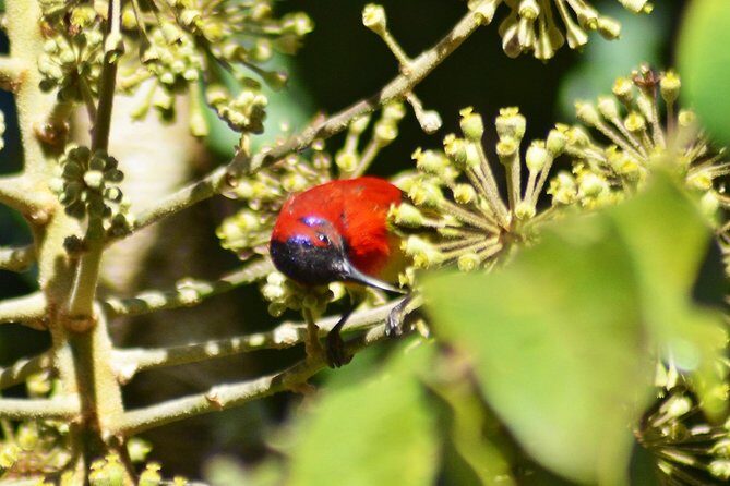 Bird Watching Doi Inthanon - Final Thoughts: Who Is This Tour Best For?