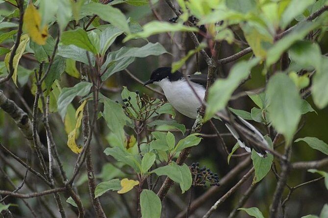 Bird Watching Doi Inthanon - Frequently Asked Questions