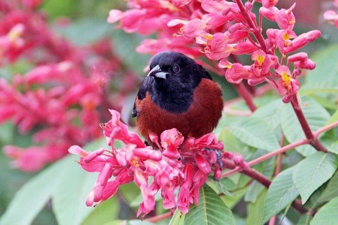 Bird watching ecofriendly tour from Cancun & Riviera Maya - FAQs