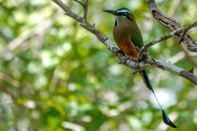 Bird Watching in Sian Ka´an Muyil - A Day in the Life of the Bird Watching Tour
