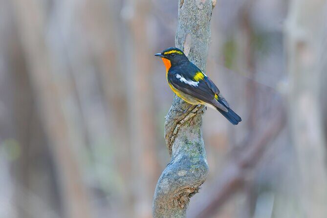 Bird Watching in the Nature Around Nikko Toshogu Shrine - An In-Depth Look at the Tour Experience