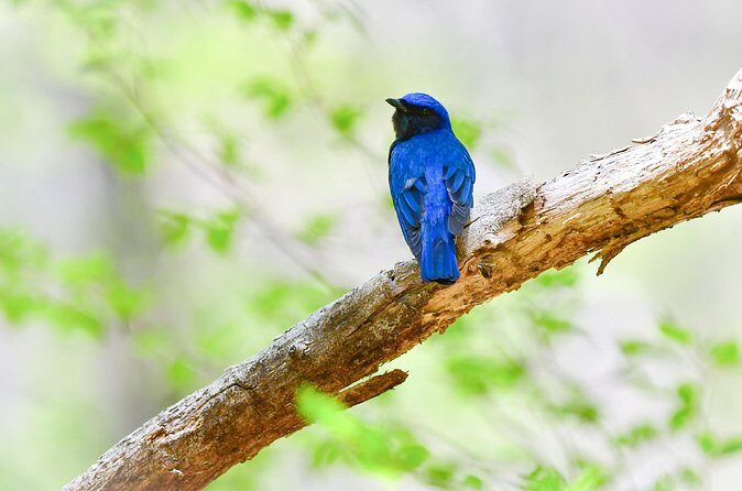Bird Watching in the Nature Around Nikko Toshogu Shrine - FAQ