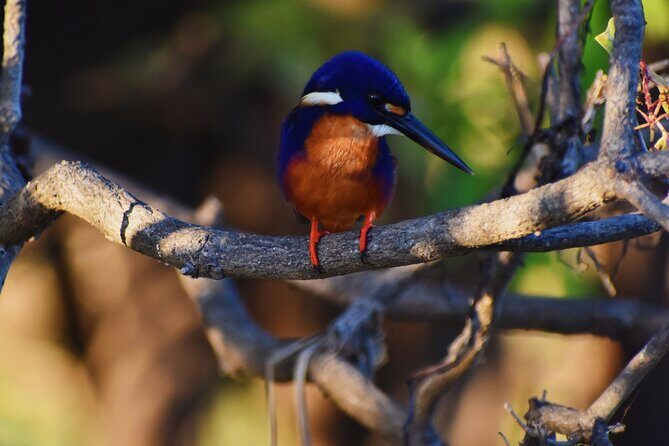 Bird Watching Kayak Tour - Exploring the Itinerary and Waterways