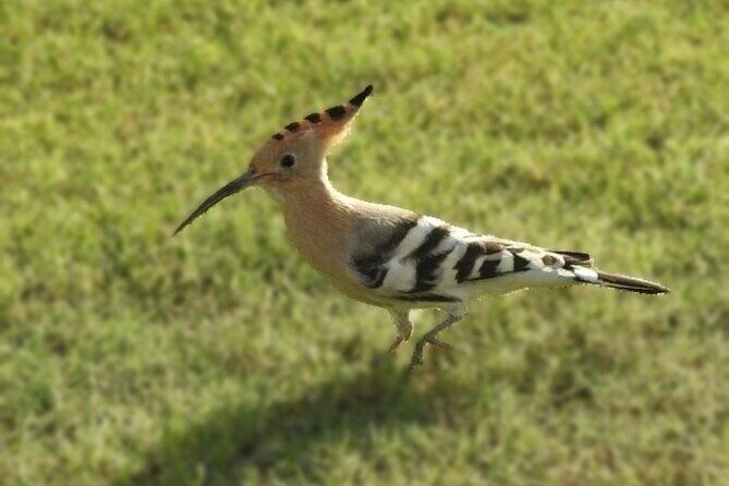 Bird Watching Tour Dubai - Key Points