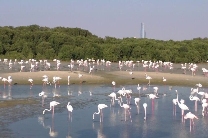 Bird Watching Tour Dubai - Key Points for Travelers
