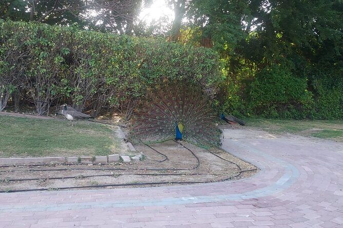 Bird Watching Tour Dubai - What Do You Actually Get?